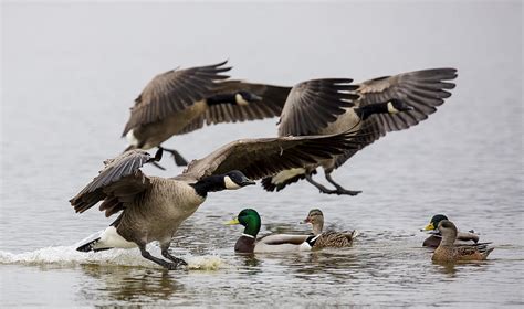 Duck Ducks Photograph By Randy Hall Fine Art America