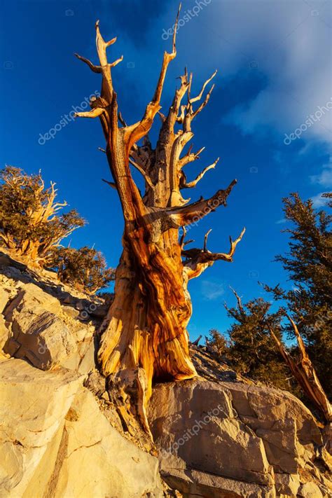 Ancient Bristlecone Pine Tree — Stock Photo © Kamchatka 138305408