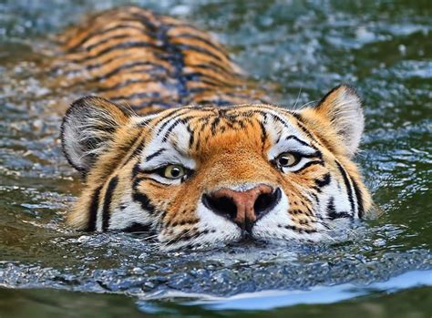 Deep Water Swimbeautiful Tiger Animal Kingdom