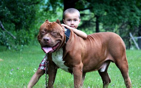 Our puppies are perfect examples of the pitbull puppies breeders, including traits such as beauty, size/bone/structure, temperament, and health. Can pit bulls be safe with kids?