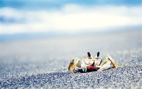 Hd Wallpaper Crabs Sand Beach Animals Crustaceans Wallpaper Flare