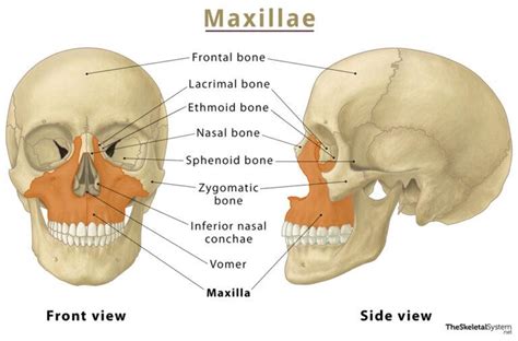 Maxilla Location Functions Anatomy And Diagram