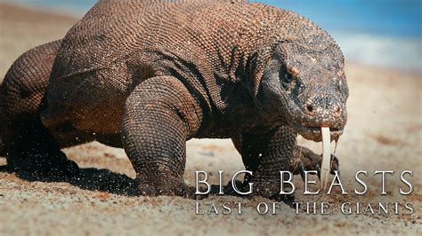 Big Beasts Last Of The Giants Knowledge Network Youtube