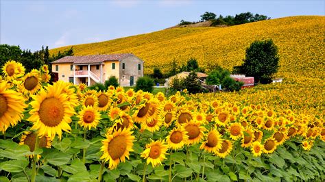 Italy Sky Hills The Field Flower Sunflower House Hd Wallpaper