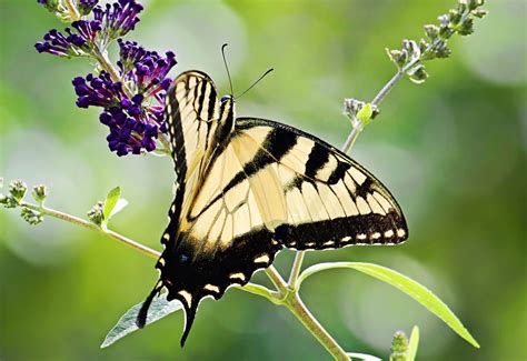 Female Eastern Tiger Swallowtail Birds And Blooms