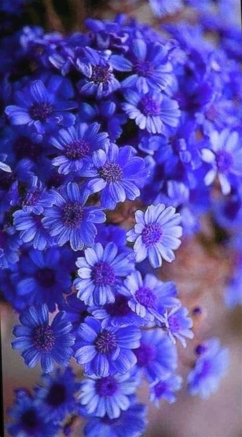 Purple Blue Flower Wallpapers Wallpaper Cave