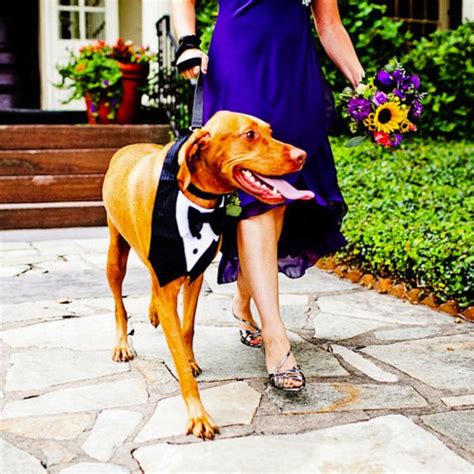 20 Dapper Wedding Accessories For Your Dog Onewed