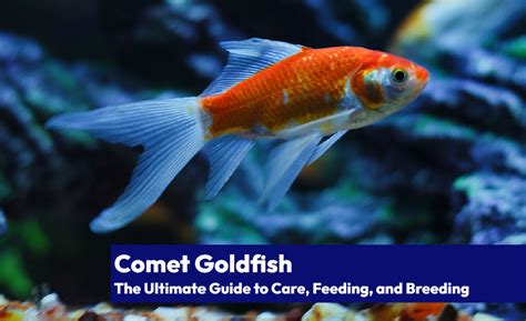 Comet Goldfish The Ultimate Guide To Care Feeding And Breeding