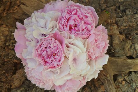 You can see another items of this gallery of 25+ most romantic wedding with hydrangea bouquet ideas that you need to see below. Perfection. Peonies and Hydrangea. | Peonies and ...