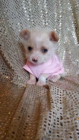 The search tool above returns a list of breeders located nearest to the zip or postal code you enter. Maltese Chihuahua Mix Puppies for adoption - 9 weeks old ...