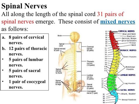 Spinal Cord Mbbs