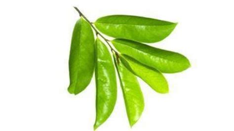 In addition to the benefits mentioned above, soursop leaves are extremely effective in inhibiting the growth of bacteria, virus, parasites and tumor. Soursop tea: 13 potential benefits you should know about ...