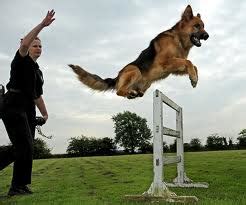 German shepherd dogs are naturally protective. Fun Police Dog Facts for Kids