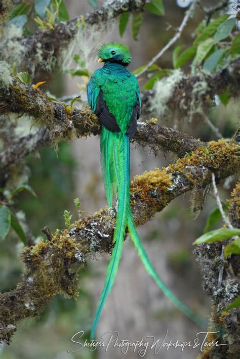 Resplendent Quetzal Bird Image From Costa Rica Photo Tour Shetzers