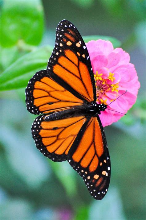 Monarch Butterfly Borboleta Monarca Arte De Borboleta Lindas Borboletas