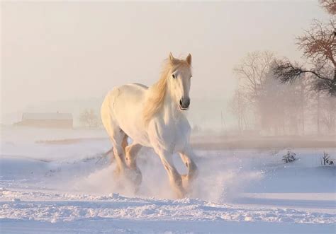 White Horse Winter Snow December Snowfall Nature Horse Equine