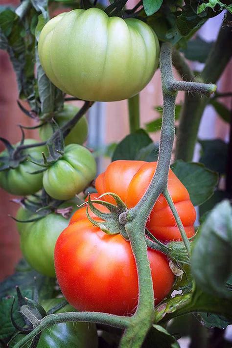 The Best Heirloom Tomato Varieties Gardeners Path
