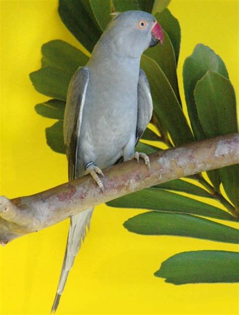 Grey Indian Ringneck Parakeet Gold Crest Aviary Inc
