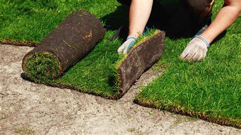 How To Care For Your Sod After Installation Big Lakes Lawncare Blog