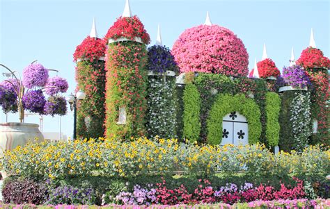 Miracle Garden Dubai Uae The Blooming Desert — Steemit