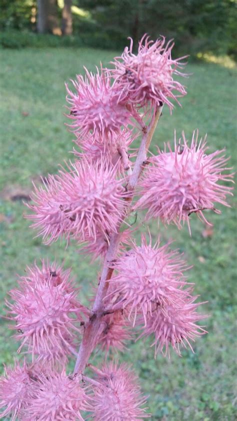 Plant Id Pink Spiky Plant Grows In Cornfield Plants Flowers Cornfield