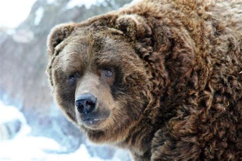 The Kodiak Bear The Largest Bears In The United States HubPages