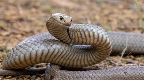 25 Types Of Venomous Snakes Found In Australia Nature Blog Network
