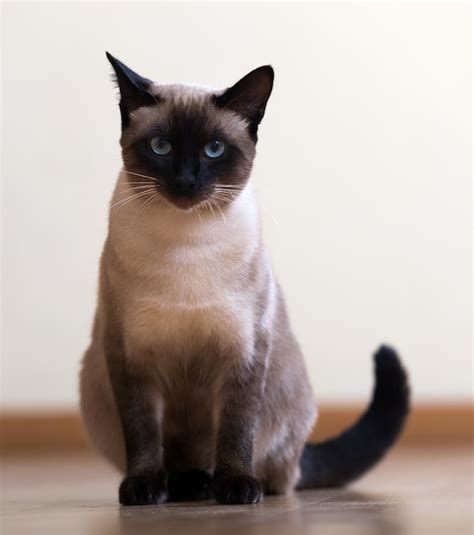 Premium Photo Sitting Young Adult Siamese Cat