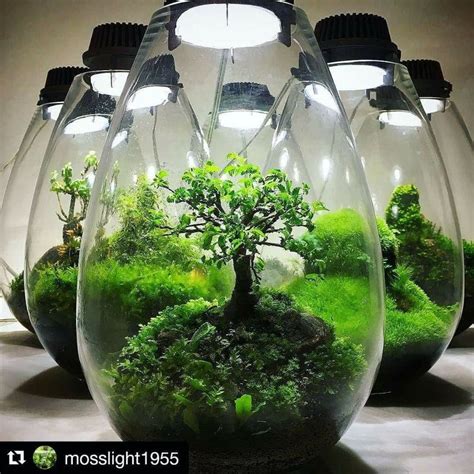 Beautiful By Mosslight1955 Miniatuurtuin Terrarium Planten Planten