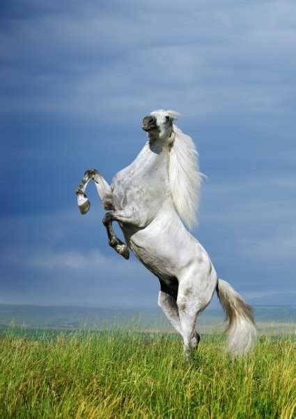 White Horse Rearing Stock Photos Royalty Free White Horse Rearing