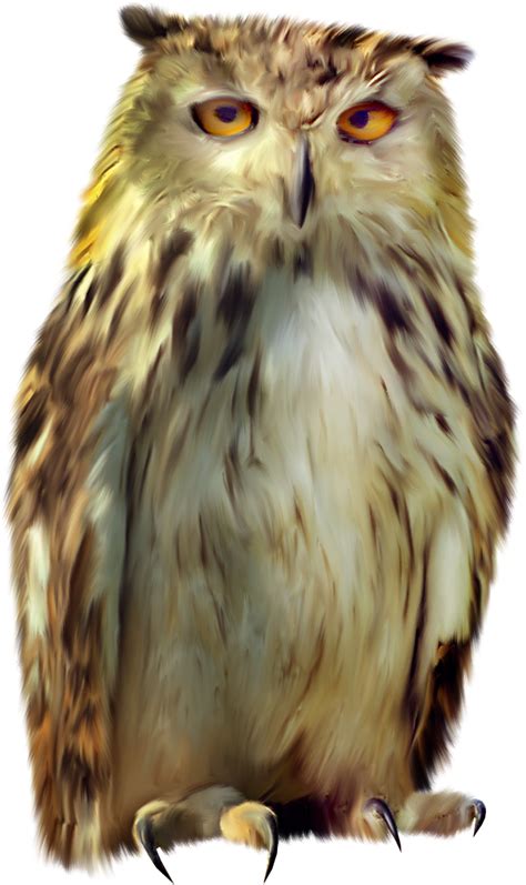 Owl Png Transparent Image Download Size 865x1456px
