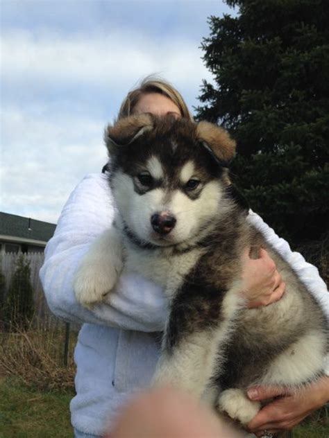 Jun 18, 2021 · alaskan malamute dog sitting between pine trees in winter forest. Pin on Alaskan Malamute