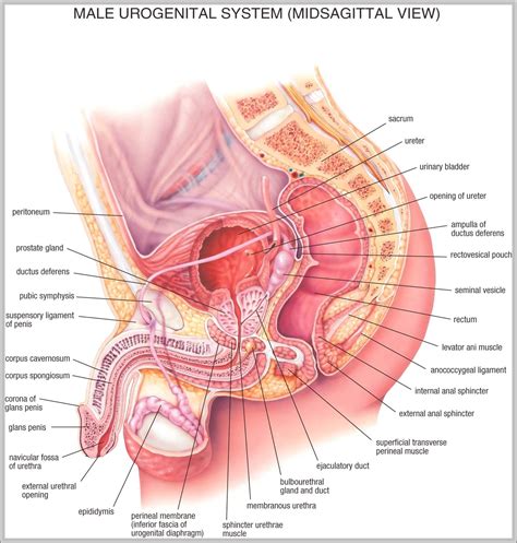 Human torso anatomy torso anatomy vision deluxe human model annahamilton. Female Torso Anatomy Diagram - Free Wiring Diagram