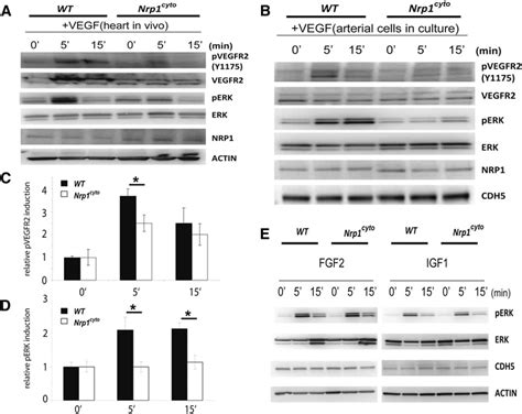 Impaired Vegf A Signaling In Nrp1 Cyto Mice A Western Blot Analysis