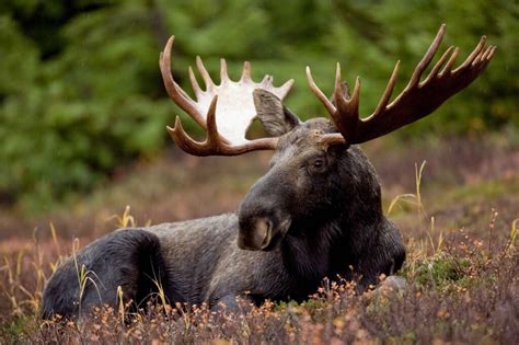 Wildlife In Scandinavia The Strangest Wild Animals That You Can Spot