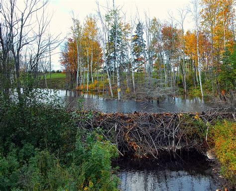 Hd Wallpaper Beaver Dam Nature Water Castor Branches Color Fall