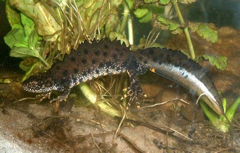 Great Crested Newt The Animal Facts Diet Habitat Appearance