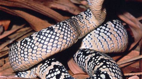 Fer De Lance Snake Genus Britannica