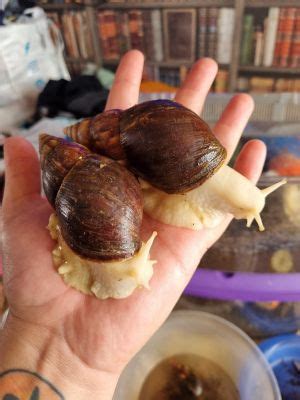 Albino Giant African Land Snails Ukpets