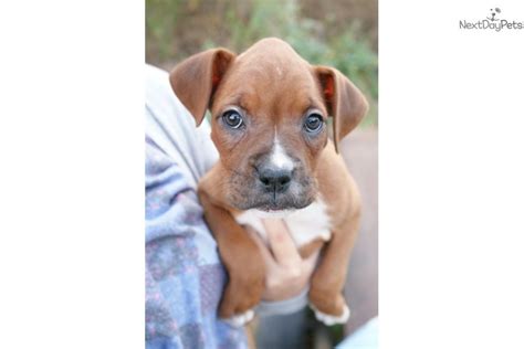 Find your new companion at nextdaypets.com. Georgia : Boxer puppy for sale near Springfield, Missouri. | 20b6f48c-bbd1