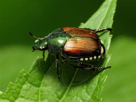 how can i control the beetles that are eating my garden extension