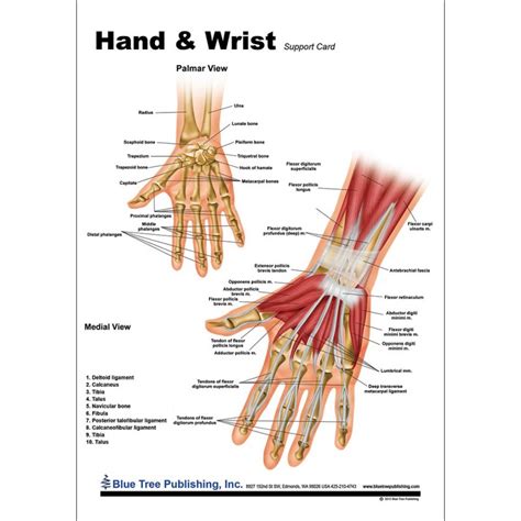 Hand Tendon Anatomy