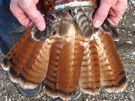 Red Tailed Hawk Tail By Egfbaseball Via Flickr Red Tailed Hawk Hawk Feathers Red Tail Hawk