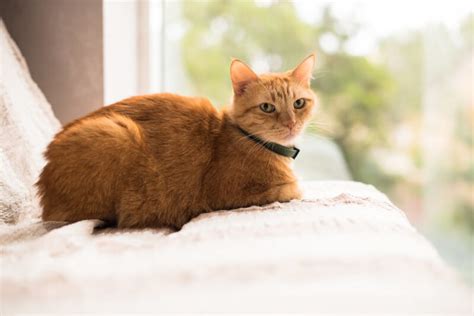 Feng Shui For Felines Create Positive Energy For Your Cat Indoors And