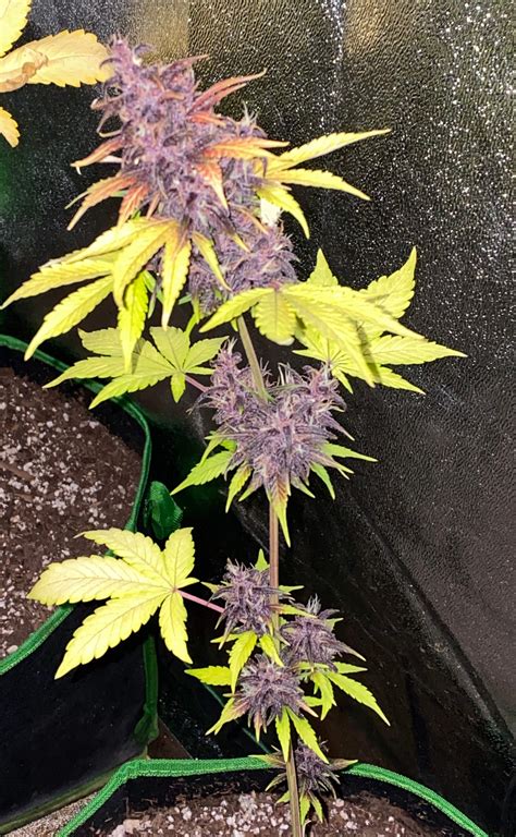 Sweet Seeds Dark Devil Auto® Grow Journal Week8 By Smokeweedmaintain