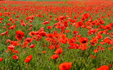 Free Images Field Meadow Flower Petal Red Camp Poppies