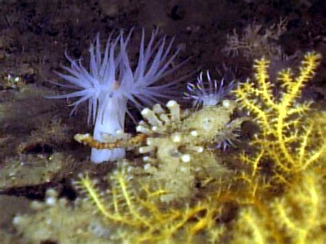 Noaa Ocean Explorer Gulf Of Mexico Deep Sea Habitats White Anemones