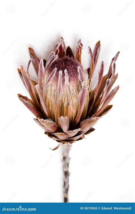 Fleur Africaine De Protea Image Stock Image Du Nature 5019965