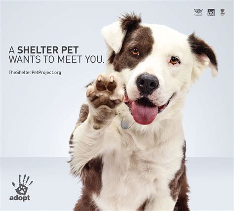 Shelter Pets Transcend Tv Screens In New Meet Psas From The Hsus