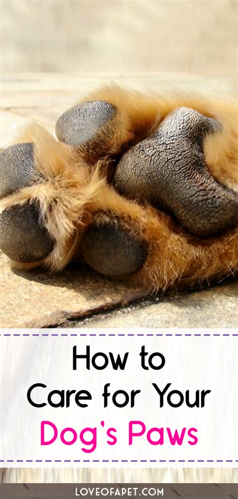 How To Care For Your Dogs Paws 8 Tips Love Of A Pet Dog Paw Pads